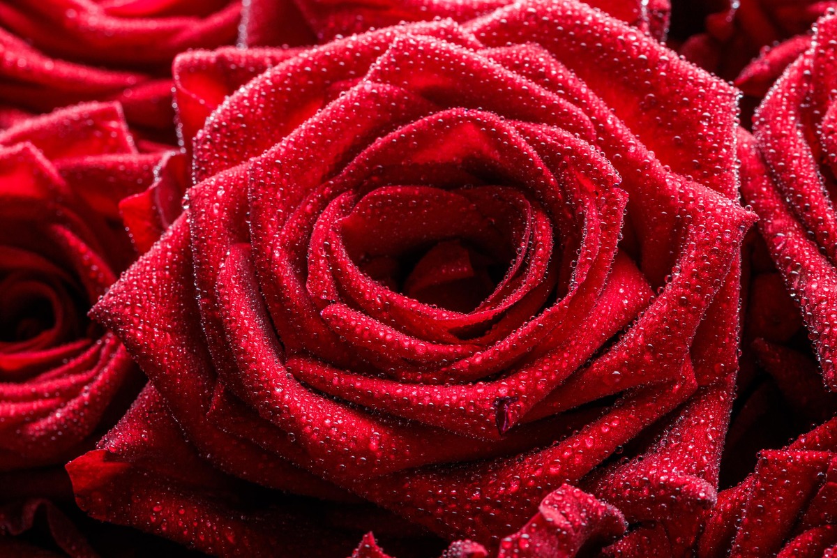 RED, color psychology: Bunch of fresh red roses floral background