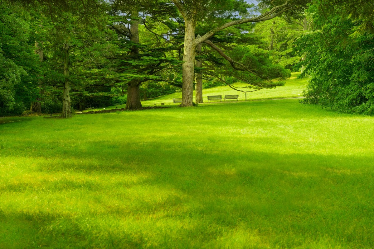 GREEN, color psychology: Photo trees on grassy field
